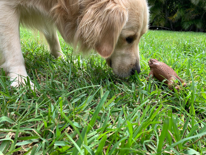 The story behind PupDefense